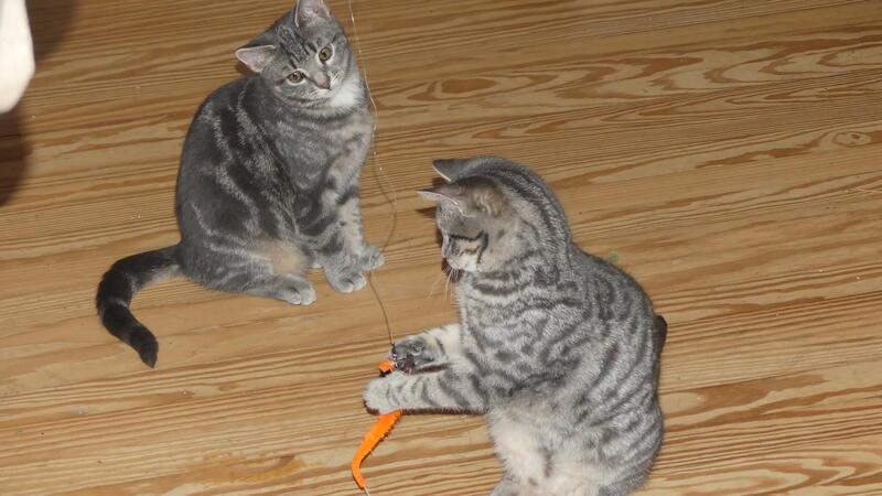 Noch immer keine Lösung: Die drei Nord-Kommunen haben ein Katzen-Problem Zwei der jungen Katzen, die bei Familie Rambow zurzeit in Pflege sind: Das Spiel mit dem Plüsch-Würmchen an der Angel lieben sie.