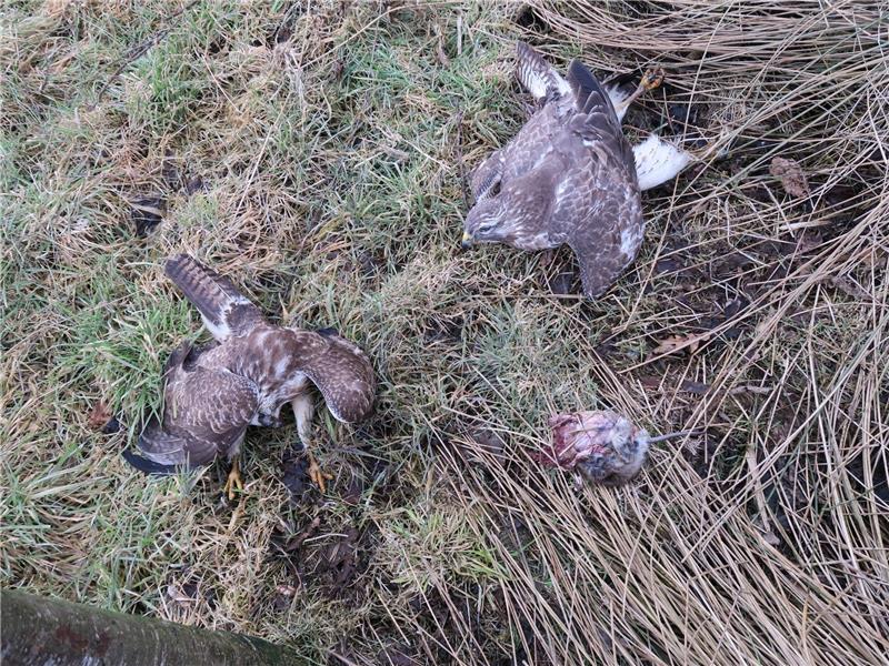 Mäusebussarde an verbotenem Gift gestorben Zwei der tot aufgefundenen Mäusebussarde , die offenbar beim Verzehr einer als Giftköder präparierten Ratte starben. Foto Landkreis Stade / Richters