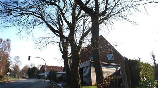 Zwei hohe Buchen und eine Eiche stehen auf engstem Raum an der Goldbecker Straße in Beckdorf. Eine von ihnen wird zeitnah gefällt.