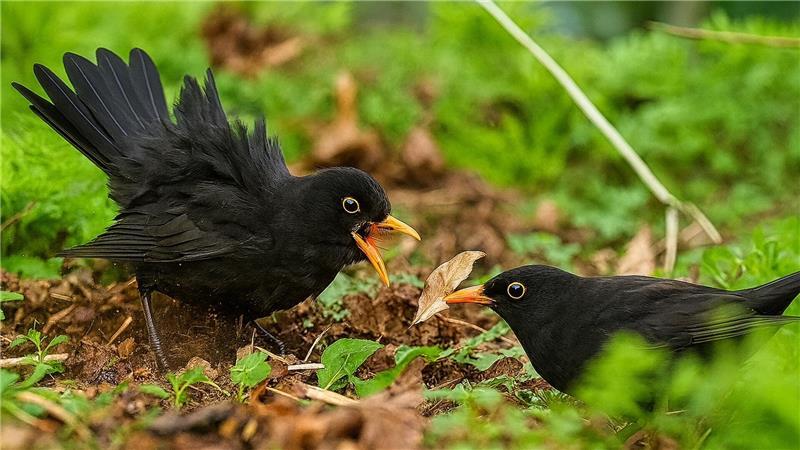 Zwei kämpfende Amselmännchen.