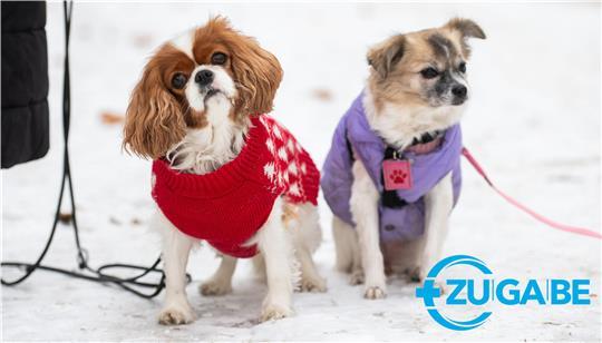 Zwei kleine Hunde mit Jacken sitzen im Schnee. Der Deutsche Wetterdienst warnt vor starkem Schneefall und Schneeverwehungen am Freitag. (zu dpa: «Bilder des Tages»)