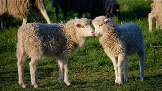 Zwei kleine Lämmer stehen bei Sonnenschein auf einer Wiese in Köln.
