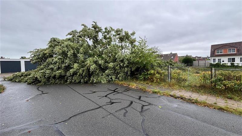 „120 Sekunden Unwetter reichen“: Baum kracht auf Auto im Alten Land Zwei rund 20 Meter hohe Bäume blockierten Straßen im Kreis Cuxhaven.