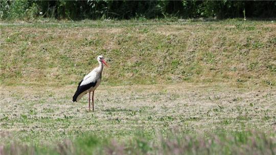Zwei sogenannte Senderstörche aus Hamburg werden nicht mehr zurückkehren - sie sind in Spanien aufgrund der Vogelgrippe verendet. (Archivbild)