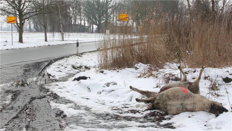 Zwei tote Schafe liegen an der Hauptstraße in Mittelstenahe. Weitere verendete Tiere entdeckt der Halter im Ort.
