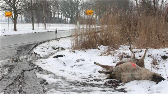 Zwei tote Schafe liegen an der Hauptstraße in Mittelstenahe. Weitere verendete Tiere entdeckt der Halter im Ort.