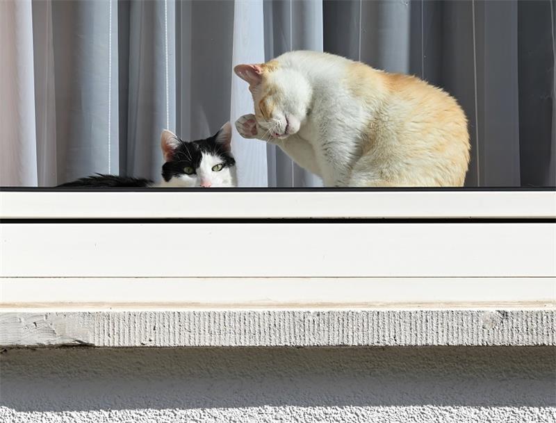 Zwei Katzen hocken hinter dem Fenster einer Wohnung. Foto: Arne Dedert/dpa