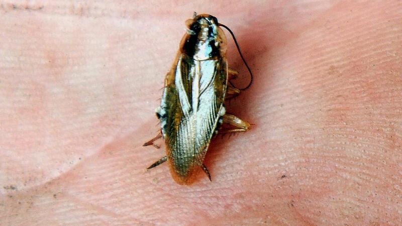 Zweimal gab 2025 es Schabenbefall im Landkreis Stade.
