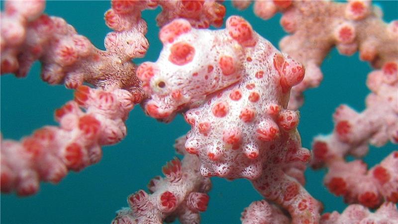 Zum Verwechseln ähnlich: Seepferdchen zwischen Weichkorallen Zwerg-Seepferdchen sind zwischen Gorgonien-Korallen perfekt getarnt.