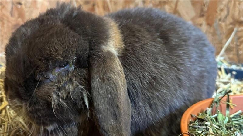 Zwergwidder Tayo, fünf Jahre alt, leidet an einer chronischen Augenentzündung. Er benötigt dringend Medikamente.