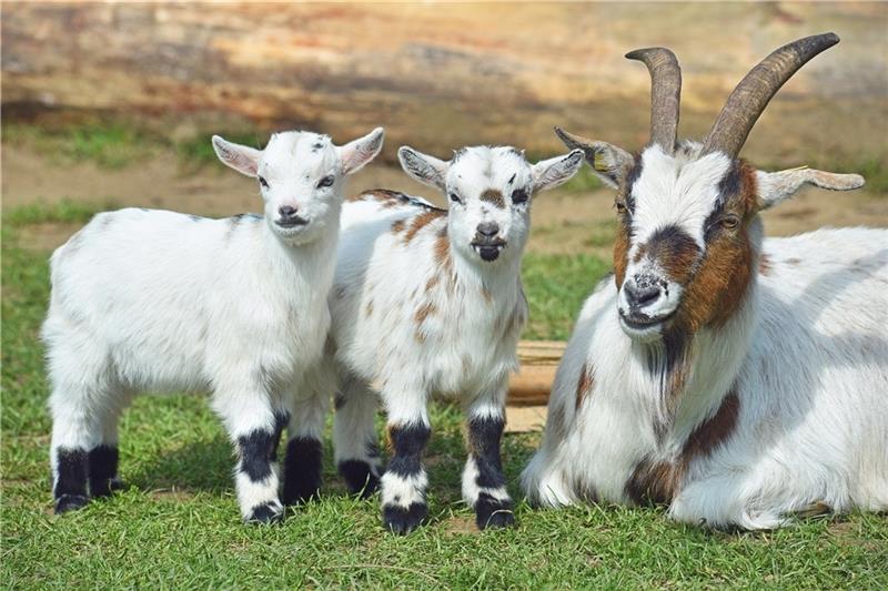 Zwergziegen warten im Streichelzoo auf die kleinen Besucher. Foto: Wildpark