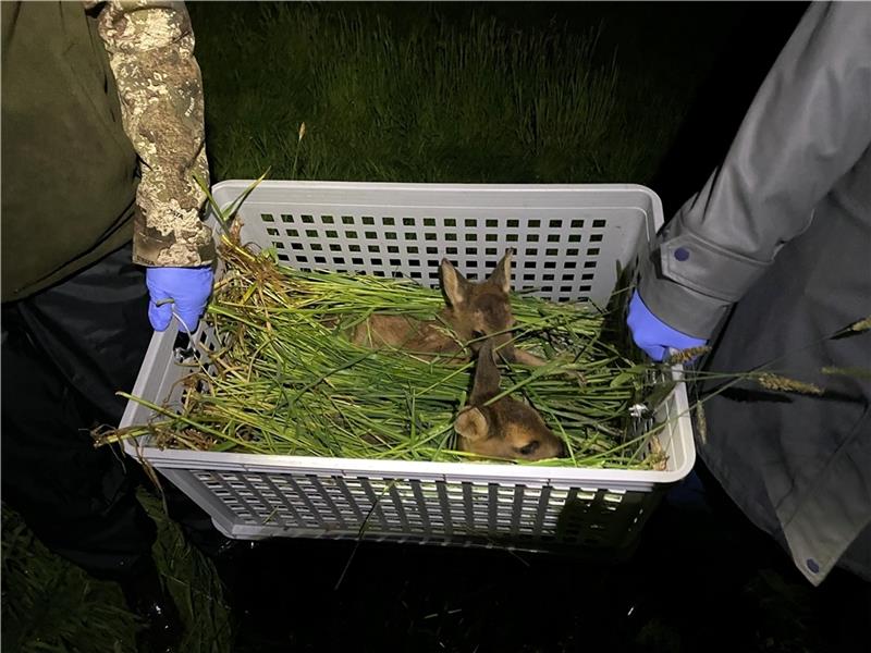 Zwillingskitze werden im Wäschekorb an den Wiesenrand gebracht. Fotos: Lüdtke