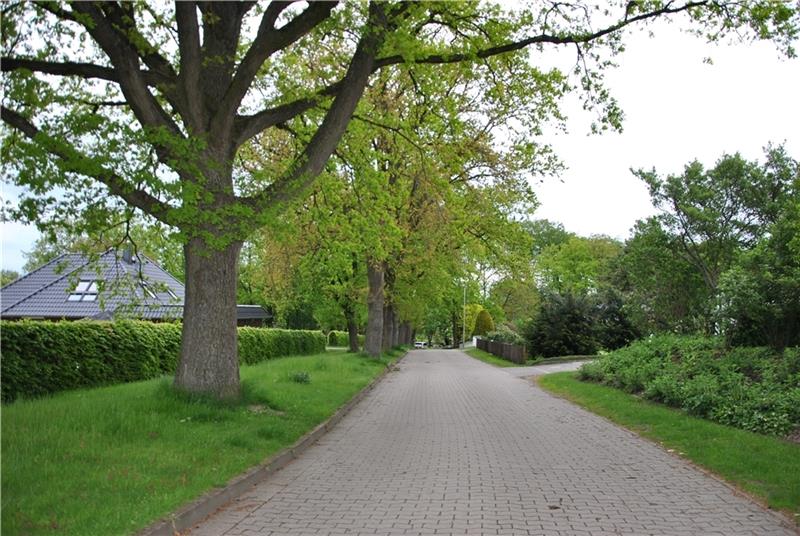 Anwohner kritisieren teuren Ausbau ihrer Straße Zwischen Bäumen und Hecke (links) soll der Fußweg liegen. Die Fahrbahn soll verkleinert und nach rechts verlegt werden. Foto: Lohmann