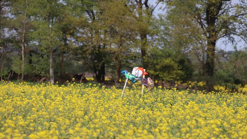 Zwischen Gräpel und Brobergen wehen die bunten Luftballonfiguren im Rapsfeld. Sie wurden schon früh aufgestellt, um den sechsjährigen autistischen Arian anzulocken.
