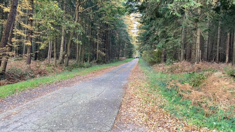 Zwischen Wehden und Laven gibt es viel Wald. Hier hat der mutmaßliche Serienmörder Kurt-Werner Wichmann ein 13 Jahre altes Mädchen verfolgt.