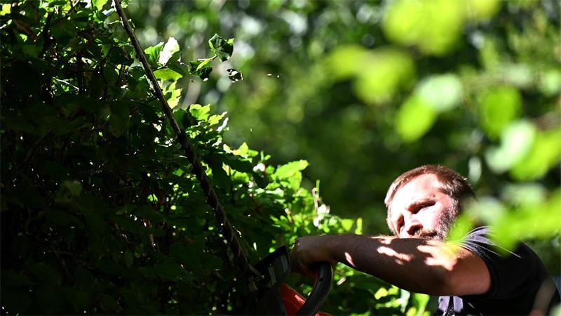 Zwischen dem 1. März und 30. Septmber ist ein starkes Zurückschneiden von Hecken verboten.