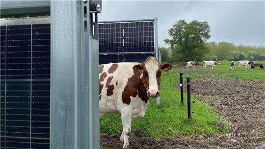 Zwischen den vertikalen Anlagen ist genug Platz für Weidehaltung.