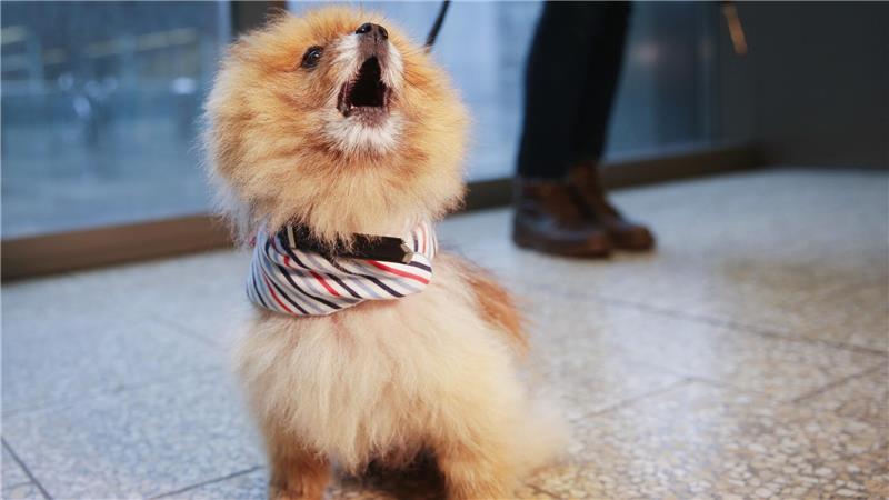 Zwischen zwei ehemaligen Freundinnen entbrannte ein Streit um einen Zwergspitz (Symbolfoto).