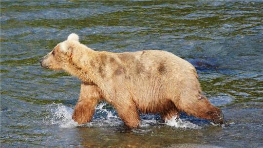 Zwölf Braunbären lieferten sich im Katmai-Nationalpark eine Woche lang ein Rennen um den kuriosen „Fat Bear“-Titel. Bärin Grazer (mit der Kennzahl 128) konnte überzeugen.