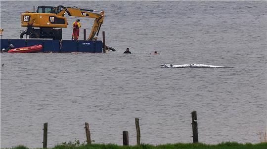 dpatopbilder - 19.04.2026, Mecklenburg-Vorpommern, Weitendorf-Hof: Eine Arbeitsplattform mit einem Bagger ist in der Nähe des gestrandeten Wals vor der Ostseeinsel Poel im Einsatz. Der Rücken des Wals ist mit Tüchern abgedeckt. Für den bei Wismar gestrandeten Buckelwal wurde ein neuer Rettungsversuch gestartet. Umgesetzt werden soll das Konzept von einer privaten Initiative. Foto: Marcus Golejewski/dpa +++ dpa-Bildfunk +++