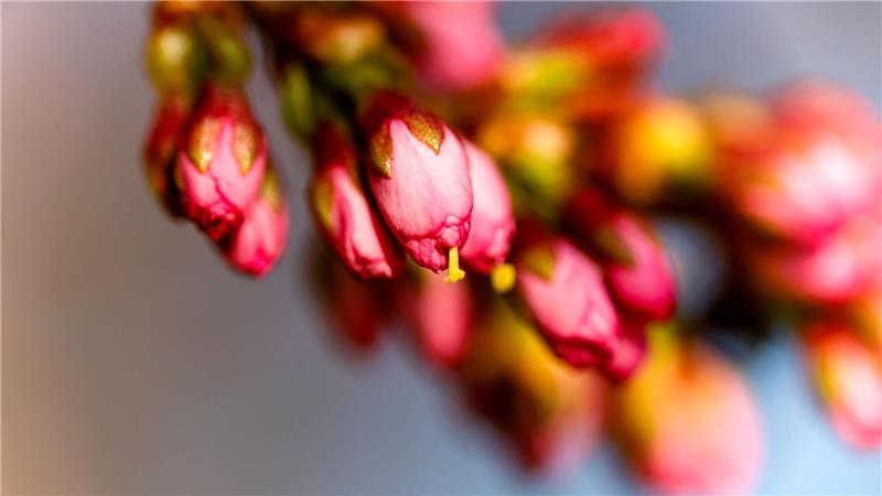 endlich Frühling - Knospen