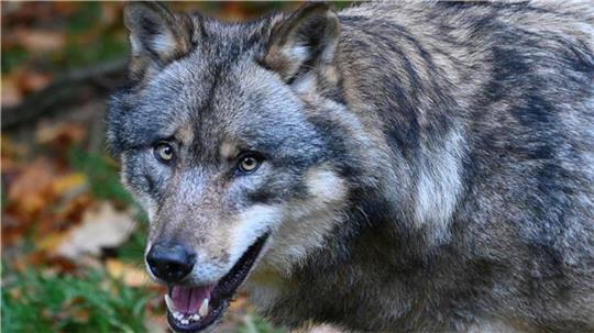 <p>Lange galt der Wolf als ausgerottet; doch seit gut 20 Jahren ist das Raubtier in Deutschland zurück und breitet sich immer weiter aus.</p>
<p>Foto: Swen Pförtner/dpa/Symbolbild</p>